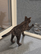 27 mm Kedi Sinekliği Sistemi (Kanallı) – uygulama – RAL 1013 İnci Beyazı